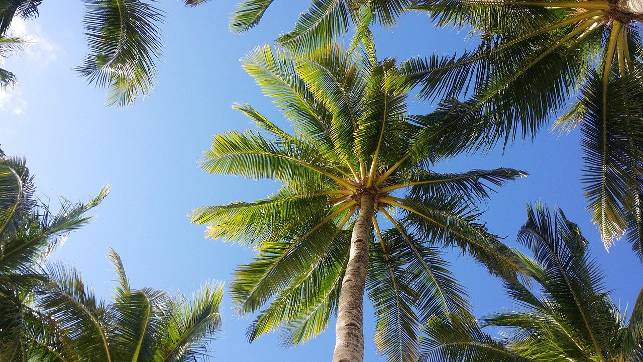8 raisons de boycotter les palmiers